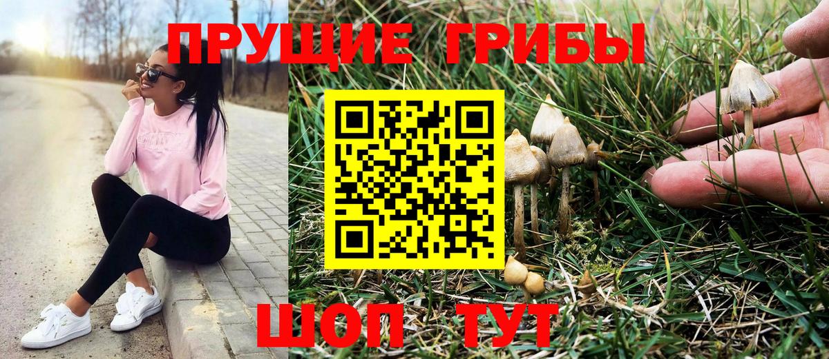 наркошоп  Вход с VPN  Малгобек  Псилоцибиновые грибы Psilocybine cubensis 